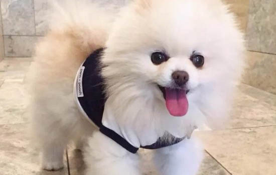 博美为什么贵