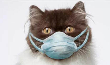 人猫交流器真的有用吗
