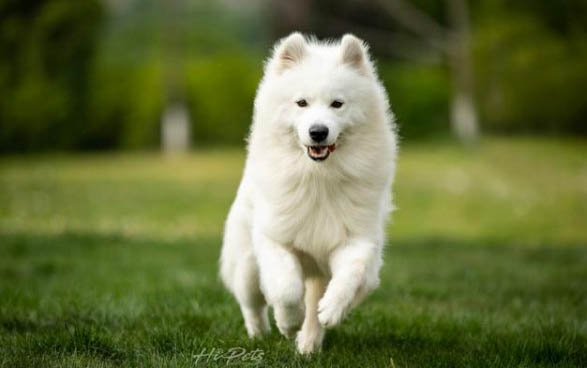 小萨摩耶犬多少钱一只