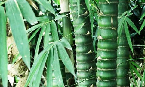 罗汉鱼鱼苗多久能长大?