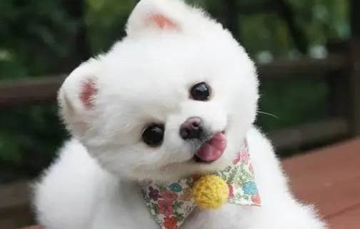 一只博美犬一般一胎生多少小狗