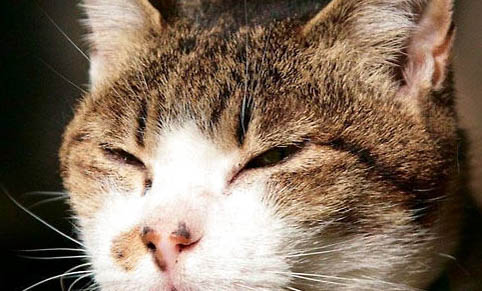 猫咪打完猫三联不良反应