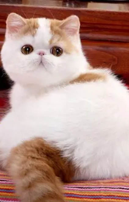 猫三天不喝水要紧吗