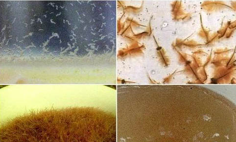 怎样才能最快的用自来水养鱼?