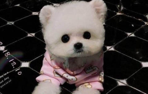 比熊犬泪痕的产生原因及处理方法?
