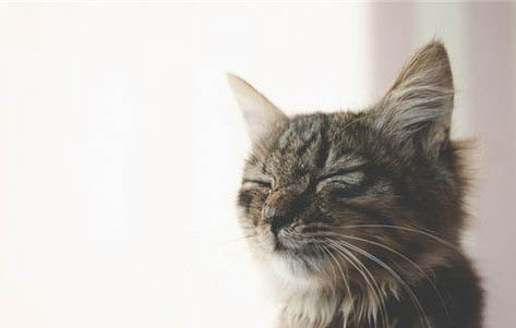 猫吃什么清热解火?