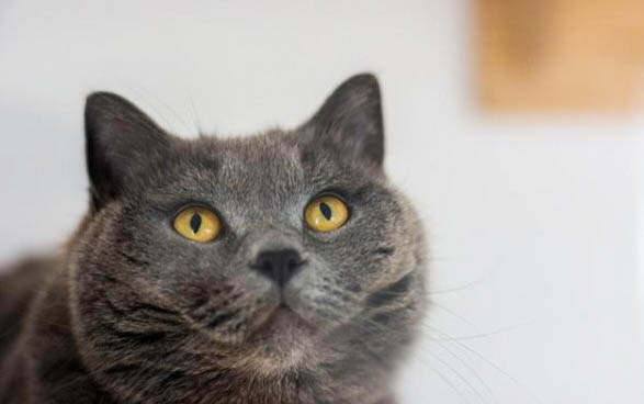 小猫多久睁眼