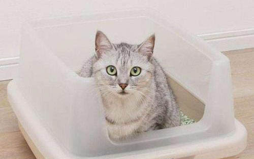 为什么小猫咪害怕水杯啊
