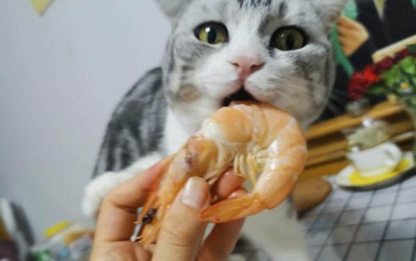 买猫时需要注意哪些问题?