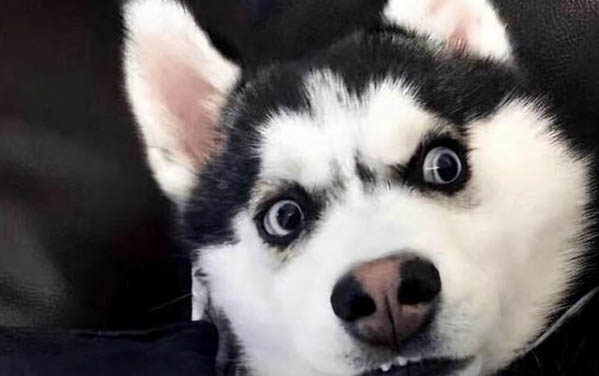 狗鼻子变黑要多久
