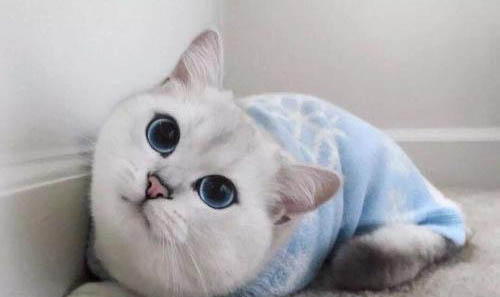 猫咪经常吐怎么回事