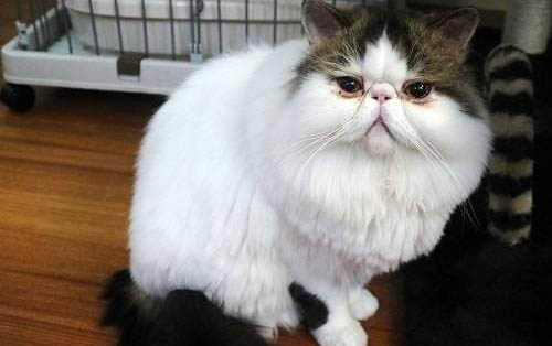 小猫出生多久能送人