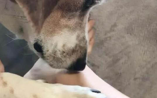 棉花面纱犬哪里有卖