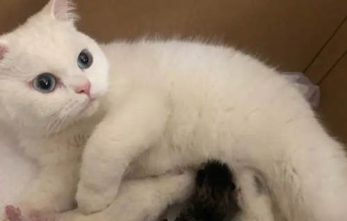 小猫像哮喘一样抽气是什么原因