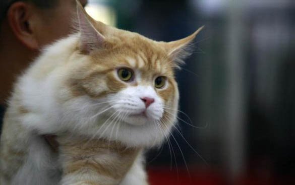 猫咪眼睛发炎有哪些症状