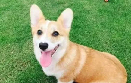 狗狗不受控制狂跑是什么原因