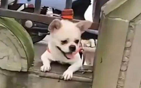 狗进行繁殖时为什么拉不开？