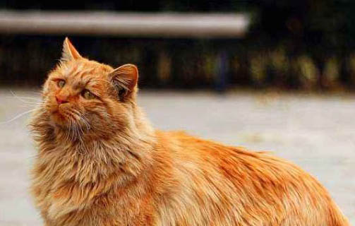 猫咪为什么会漏尿?如何处理以及注意事项