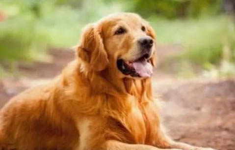 如何挑选长毛金毛犬狗粮呢