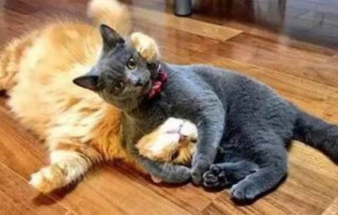 猫咪细小是什么病什么症状