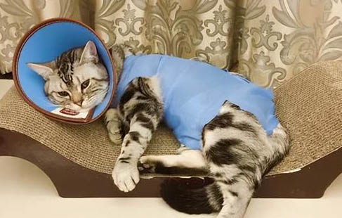 幼猫怎么判断是不是猫瘟病毒感染