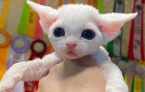 三个月的猫咪怎么喂养猫粮