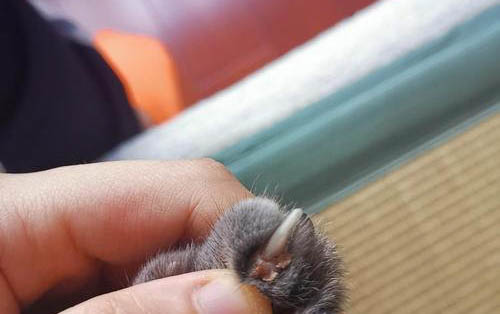如何预防猫咪的传染病