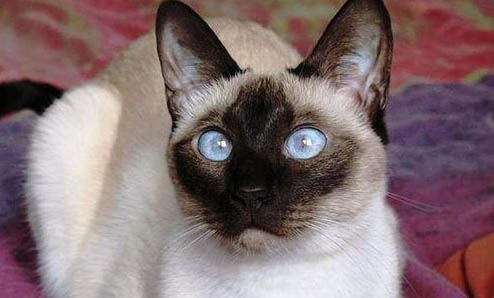 猫咪瞳孔有哪些变化？