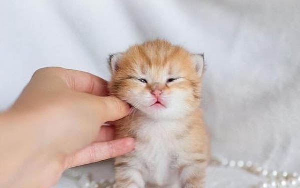 小猫轻微打喷嚏能打疫苗吗