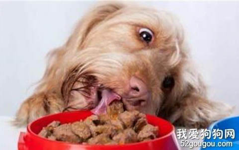 狗能吃饼干嘛