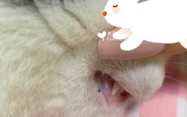 猫咪麻醉后多久可以正常走动