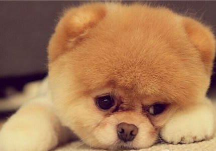 博美犬好养吗?