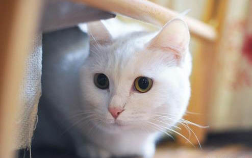 猫瘟携带需要治疗吗