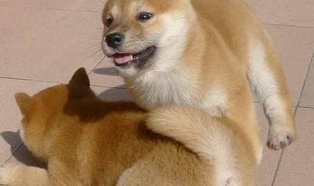 秋田犬怎么养?