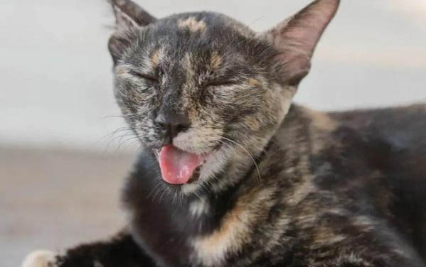 猫咪有应激反应怎么办