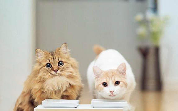 猫咪无缘无故咬人是什么原因