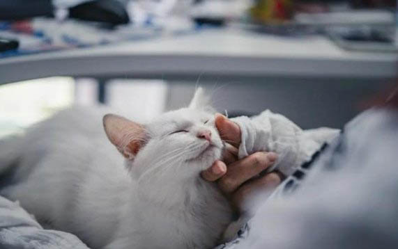 猫咪拉软便怎么处理