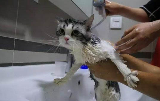 一个月的小猫能洗澡吗