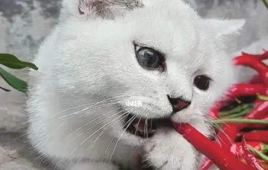 为什么猫咪的眼睛会流泪