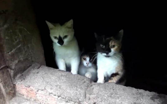 小猫为什么会流泪?如何处理和注意事项?