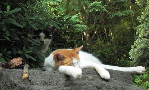 猫咪刷牙多久一次