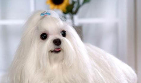 马尔济斯犬的智商水平如何