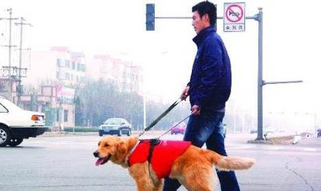 导盲犬小q是什么犬拉布拉多的温顺有更多人喜爱!