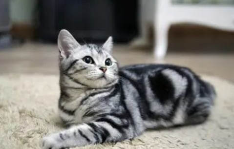 美国短尾猫有眼屎的原因及处理方法