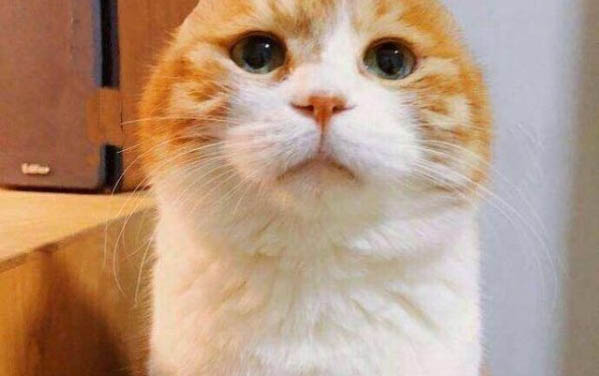两个月小猫有泪痕是什么原因造成的