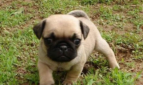 哪里有卖黑色巴哥犬