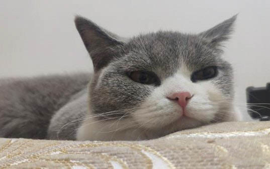 小猫体内有寄生虫有哪些表现