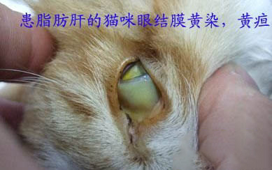 刚出生的小猫眼睛流脓睁不开