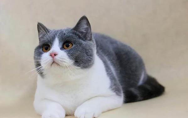 养猫怎么给家里杀虫？猫耳朵上有吸血的虫子怎么办
