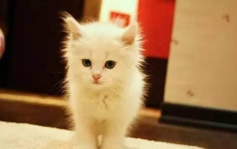小猫咪可不可以吃白米饭?